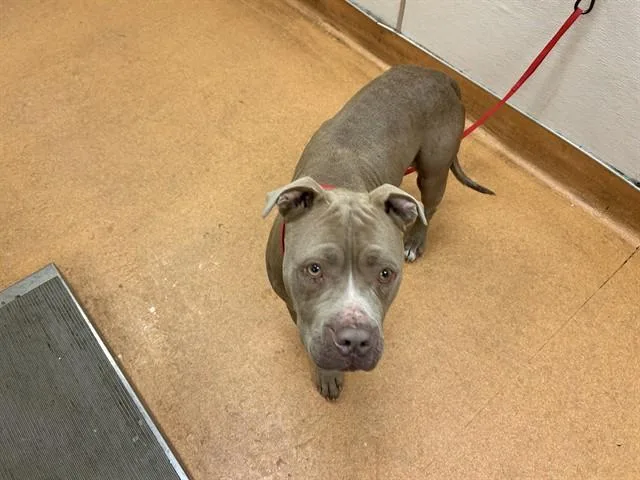 An adult large-sized female Pit Bull Terrier dog named Vanilla for adoption in Martinez, CA