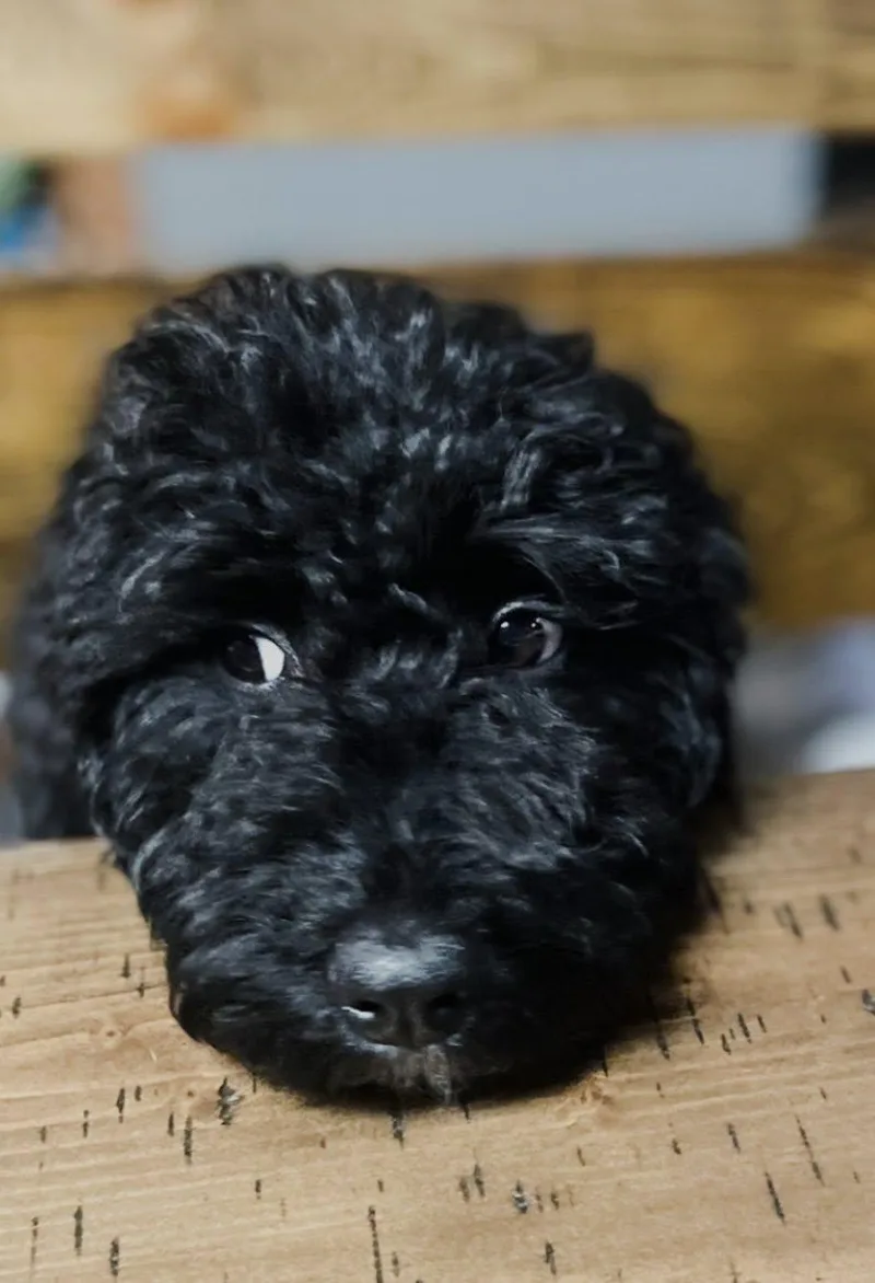 A young medium-sized female Black Poodle dog named Holly for adoption in Gonzales, LA