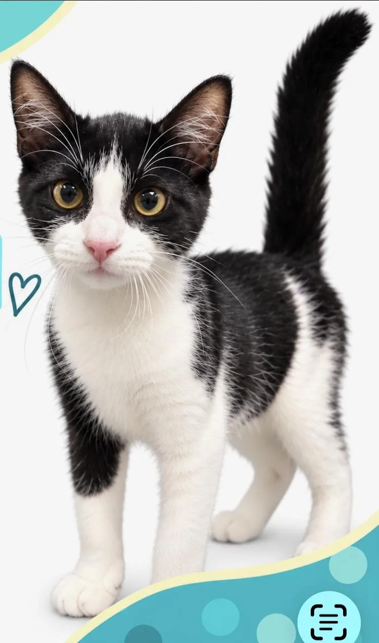 A young medium-sized male Domestic Short Hair cat named Temari for adoption in Sneads Ferry, NC