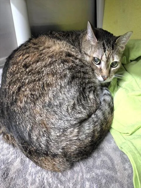 A senior medium-sized female Domestic Short Hair cat named Alani for adoption in Derwood, MD
