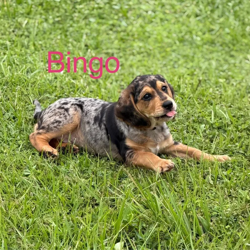Bingo thumbnail 2