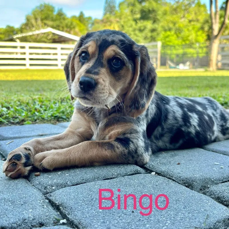 Bingo thumbnail 3