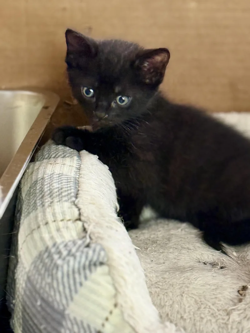A baby small-sized male Black Domestic Short Hair cat named Pop for adoption in Johnson City, TN