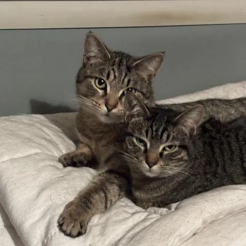 A young medium-sized male Tabby (Brown / Chocolate) Domestic Short Hair cat named Loki & Hela for adoption in Royal Oak, MI