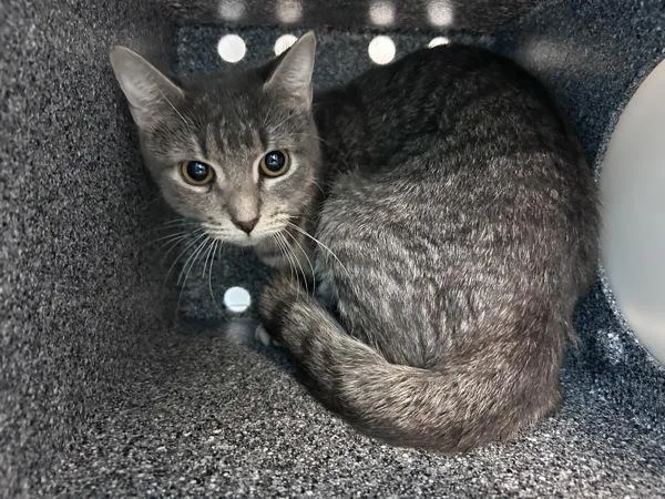 An adult medium-sized female Domestic Short Hair cat named Ruby for adoption in New York, NY