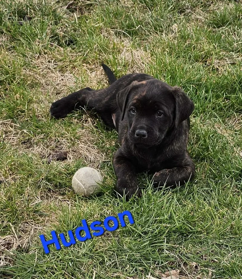 Hudson