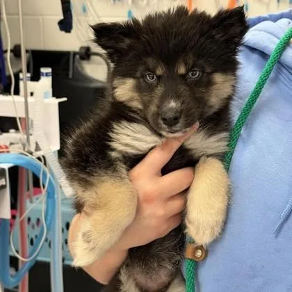 A baby large-sized female Siberian Husky dog named Spaghetti for adoption in Wheaton, IL