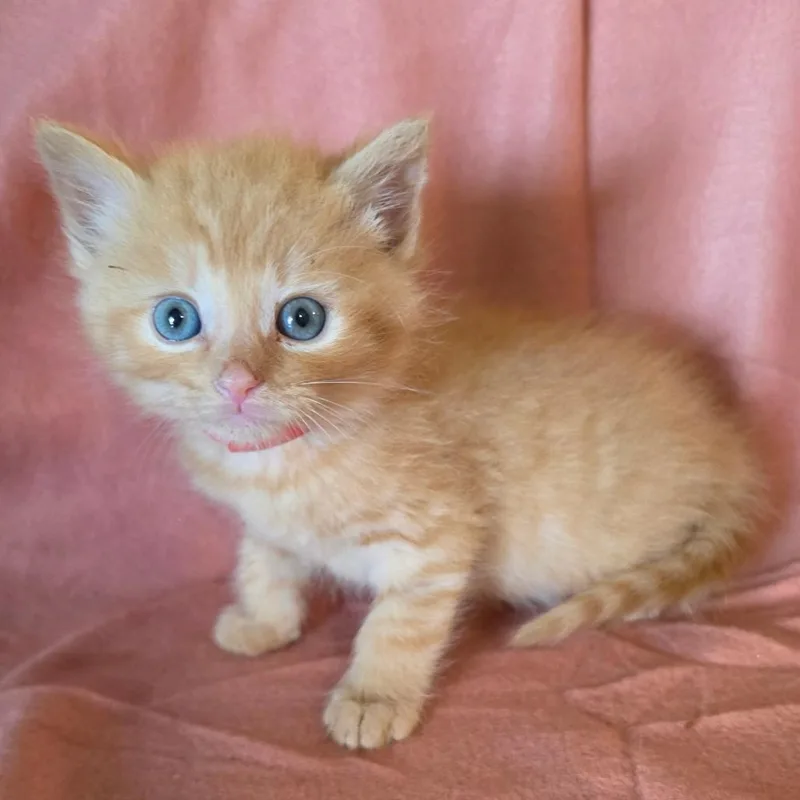 Frodo