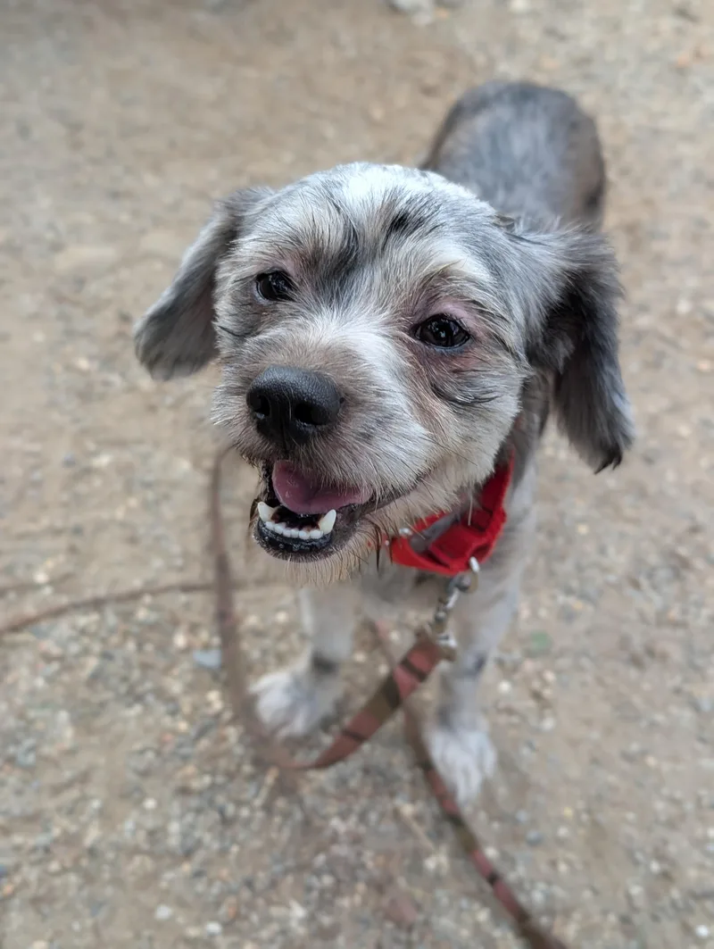 A young small-sized male Lhasa Apso dog named Cesar Salad for adoption in Mansfield Center, CT