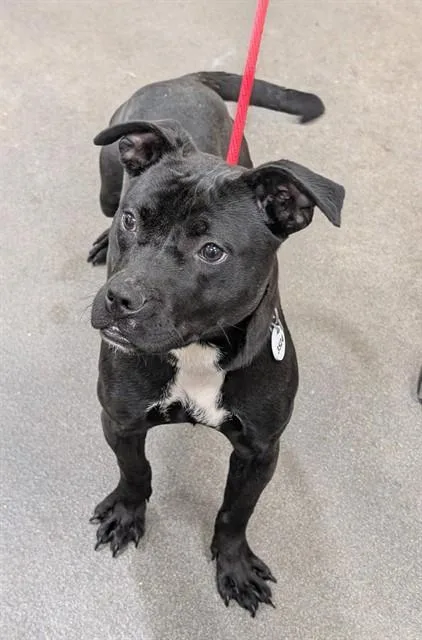 A young large-sized female Pit Bull Terrier dog named Beans for adoption in Upper Marlboro, MD