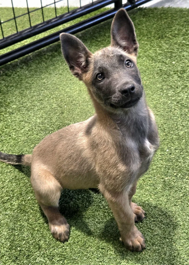A young medium-sized female Belgian Shepherd / Malinois dog named Tazzi for adoption in Racine, WI