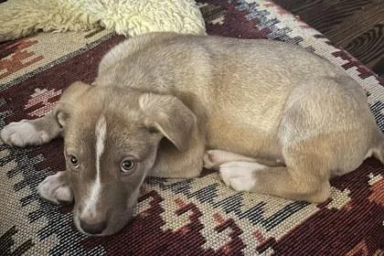 A young large-sized female Shepherd dog named Susan for adoption in Kansas City, MO