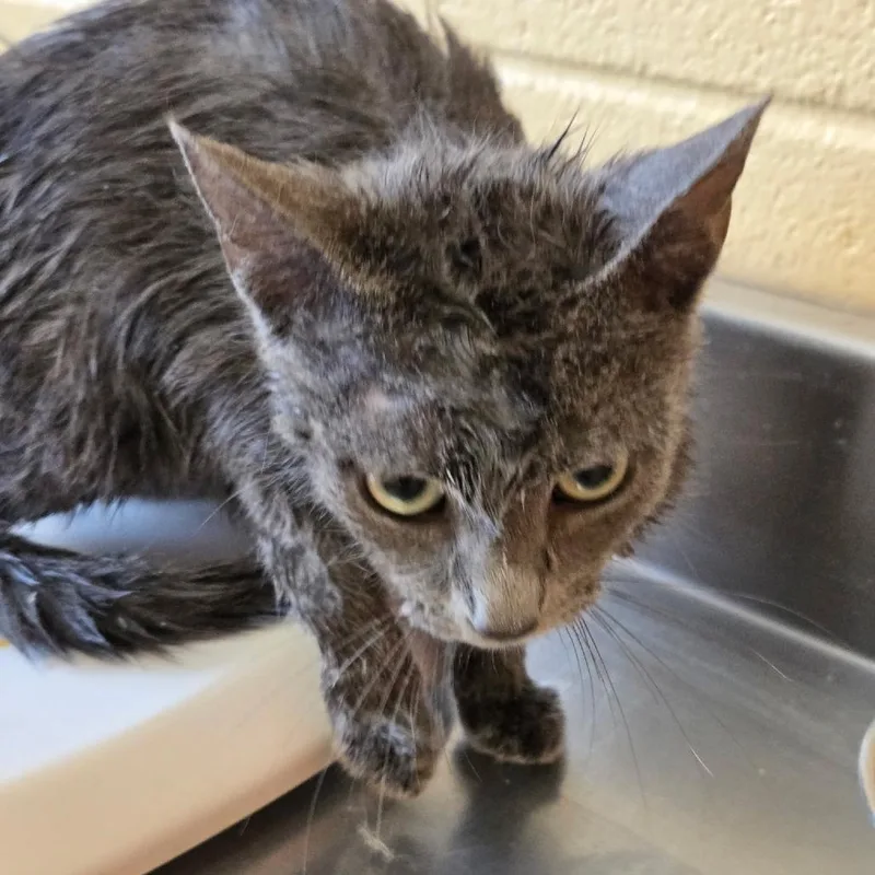 A young small-sized female Gray / Blue / Silver Domestic Short Hair cat named Rigatoni for adoption in Memphis, TN