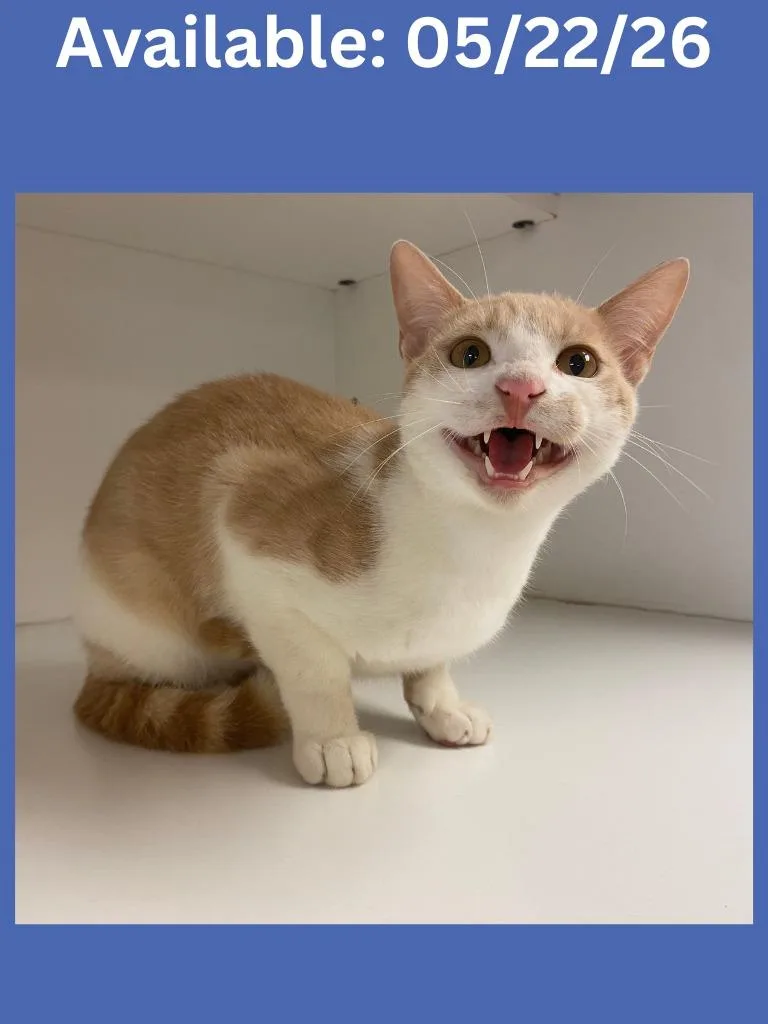 A young medium-sized male Domestic Short Hair cat named Cat Condo for adoption in Greenville, TX