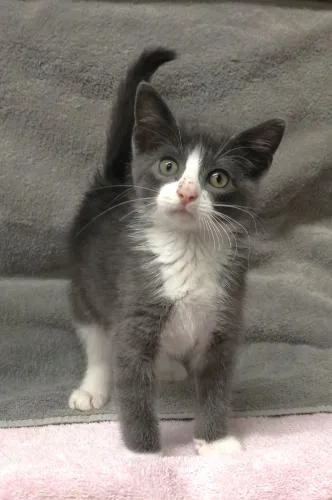 A baby medium-sized male Domestic Short Hair cat named Worm for adoption in Thief River Falls, MN