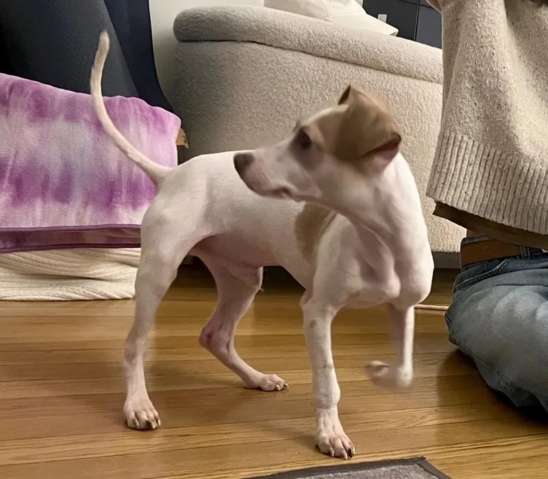 A baby small-sized male White / Cream Italian Greyhound dog named Barry for adoption in Brooklyn, NY