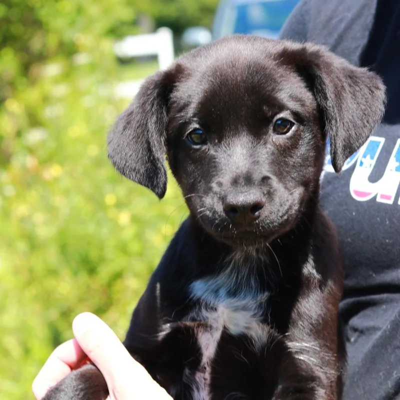 A baby medium-sized male Black Border Collie dog named CT Bond for adoption in Eastford, CT