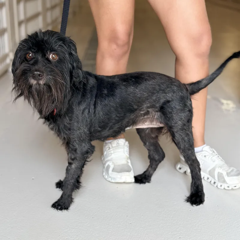 A senior medium-sized female Shih poo dog named Mipsy for adoption in Chicago, IL