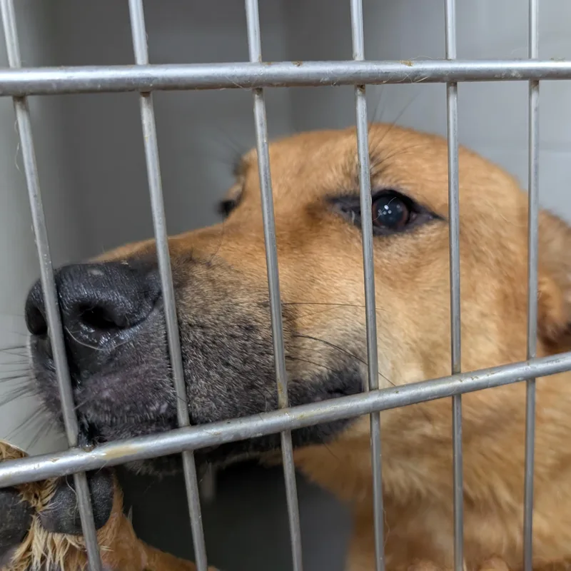 An adult large-sized male Brown / Chocolate Shepherd dog named Looking For Owner for adoption in Ravenna, OH