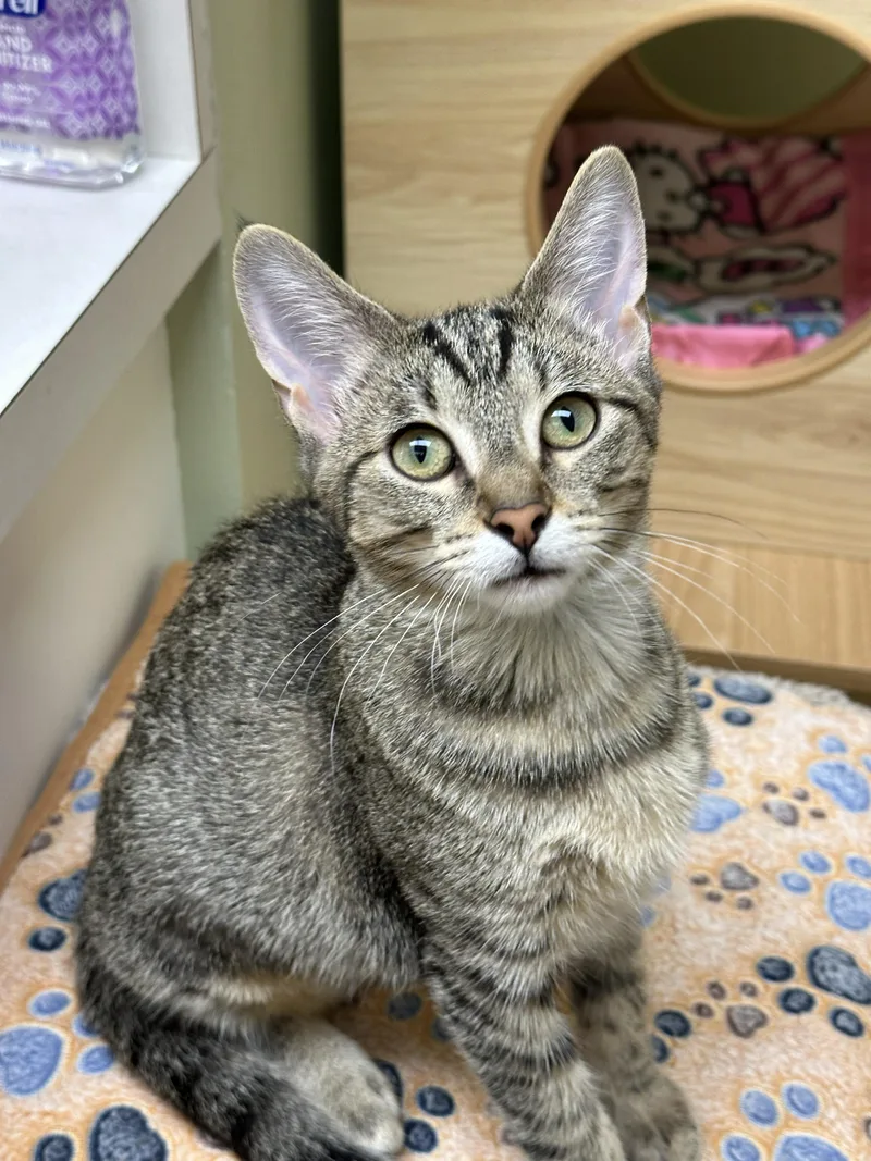 A baby medium-sized female Tabby (Brown / Chocolate) Domestic Short Hair cat named Clawdia for adoption in Crystal Lake, IL