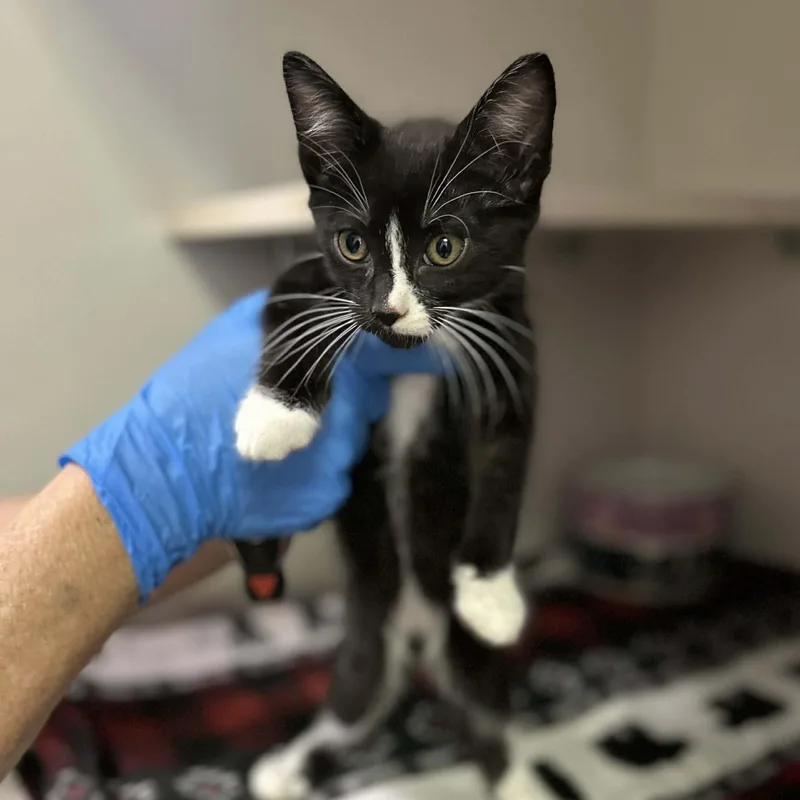 A baby small-sized male Black & White / Tuxedo Domestic Short Hair cat named Zane for adoption in Antioch, CA