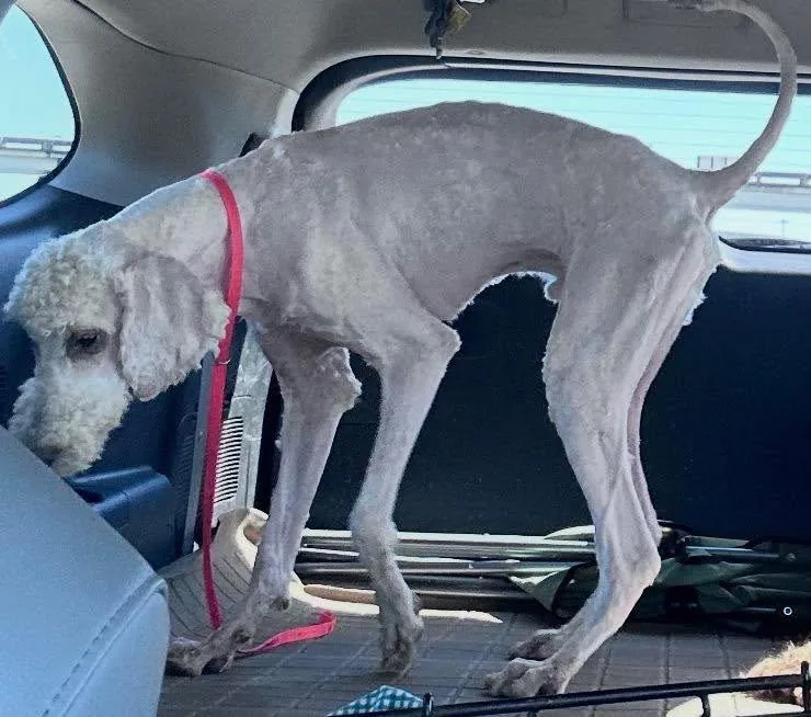 An adult medium-sized male Standard Poodle dog named Apollo for adoption in Grand Bay, AL