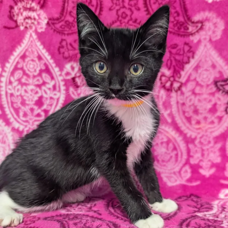 A baby small-sized male Black Domestic Short Hair cat named Chachi for adoption in Jefferson city, TN