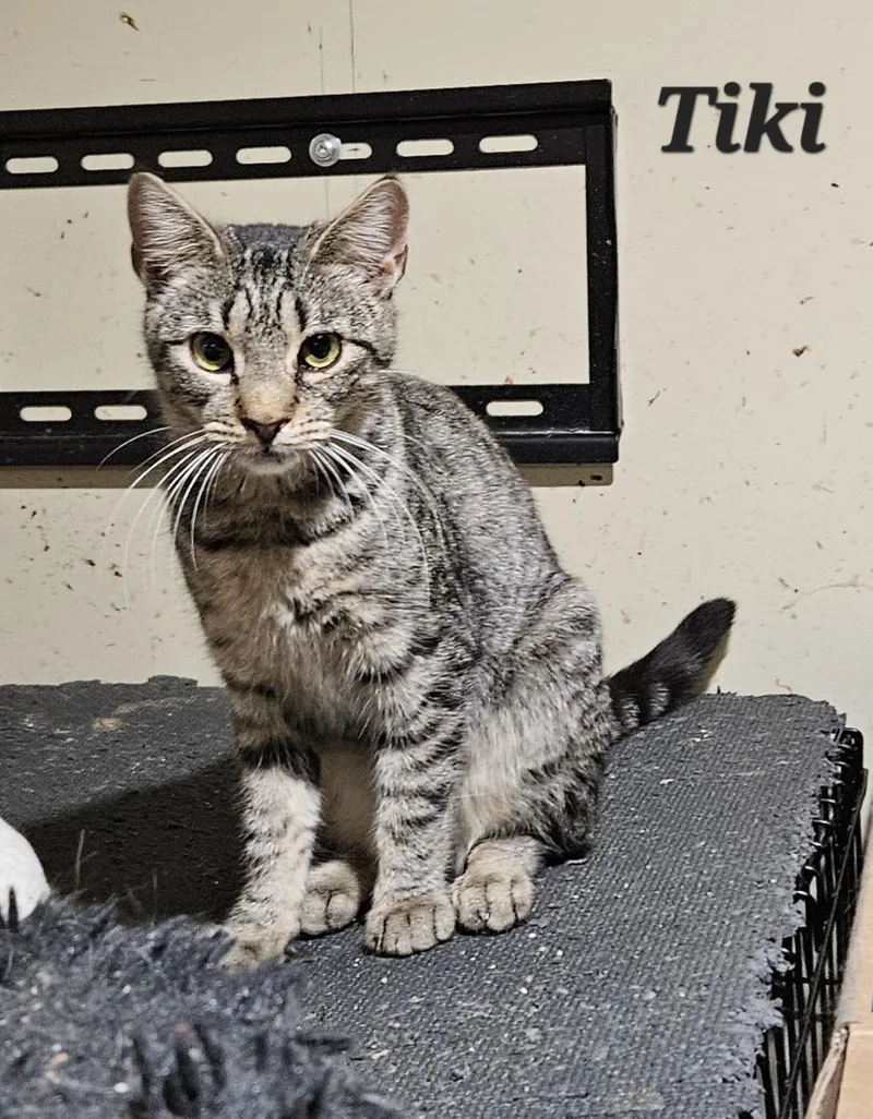A young medium-sized female Tabby (Brown / Chocolate) Domestic Short Hair cat named Tiki for adoption in Bethlehem, PA