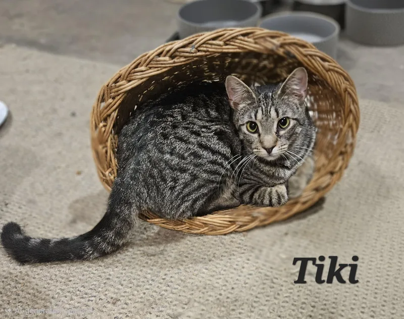 Tiki thumbnail 2
