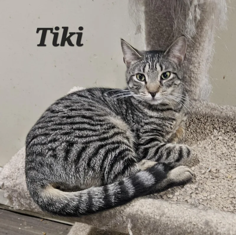 Tiki thumbnail 3