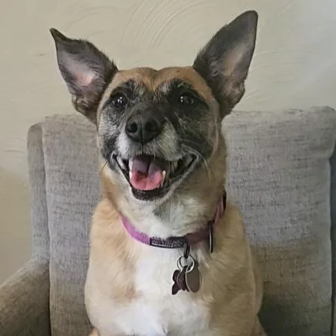 A senior medium-sized female Mixed Breed dog named Catalina for adoption in Toledo, OH