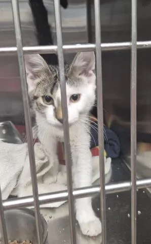 A baby small-sized male Domestic Short Hair cat named Clyde for adoption in Decatur, IL