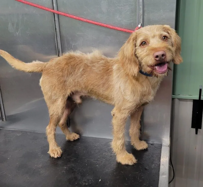 An adult medium-sized male Red / Chestnut / Orange Labradoodle dog named Benny for adoption in Lisbon, OH