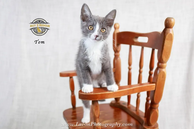 A young medium-sized male Gray & White Domestic Short Hair cat named Tom for adoption in Riverside, CA