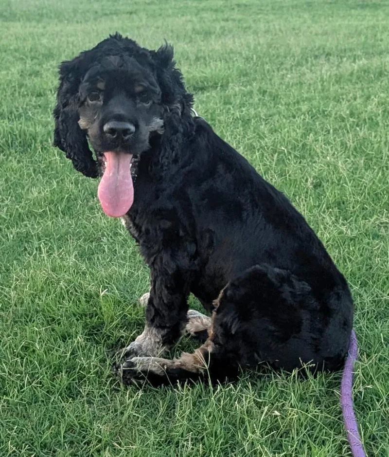 A baby small-sized male Black Cocker Spaniel dog named Remy for adoption in Plano, TX