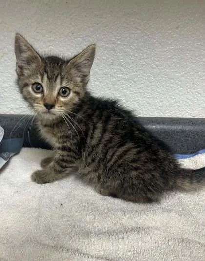 A young medium-sized female Domestic Short Hair cat named Kiwi for adoption in Sullivan, IN