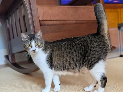 A young small-sized female Domestic Short Hair cat named Betty for adoption in Seattle, WA
