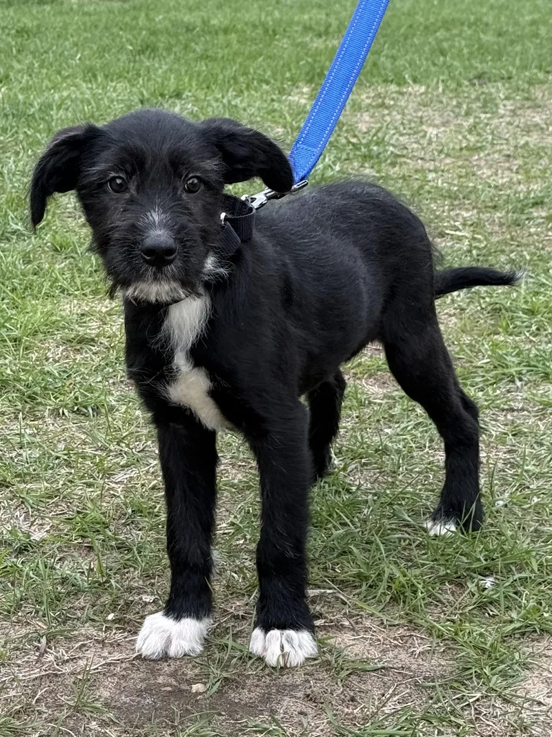 A baby medium-sized female Black Labrador Retriever dog named Iris for adoption in South Saint Paul, MN