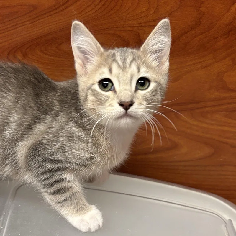 A baby medium-sized female Domestic Short Hair cat named Hope for adoption in Sonora, CA