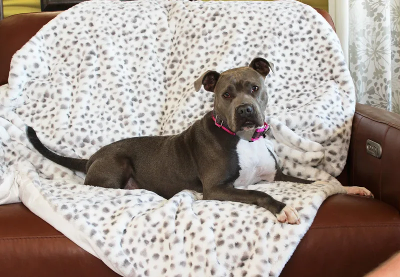 A young medium-sized female Gray / Blue / Silver Terrier dog named Misty for adoption in Sioux Falls, SD