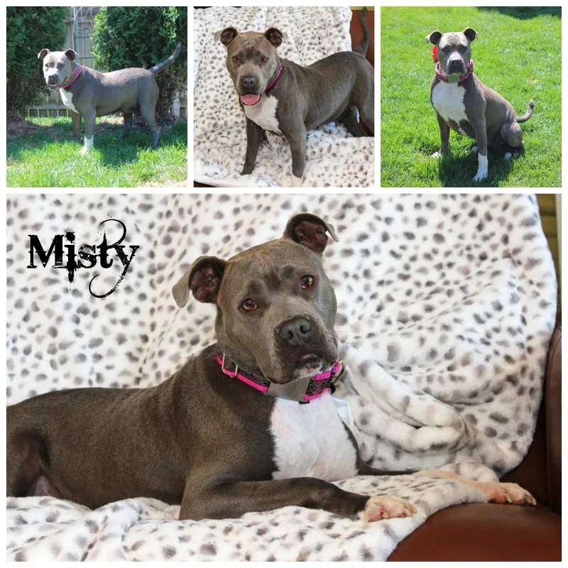 Misty thumbnail 6