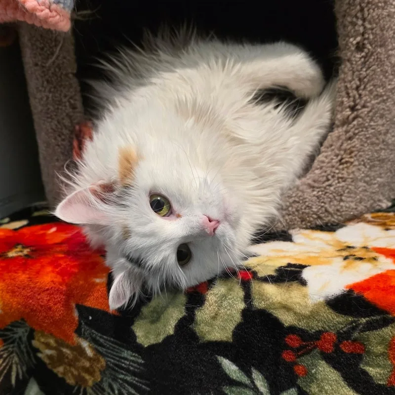 A senior large-sized female Domestic Medium Hair cat named Sandy for adoption in Smithtown, NY