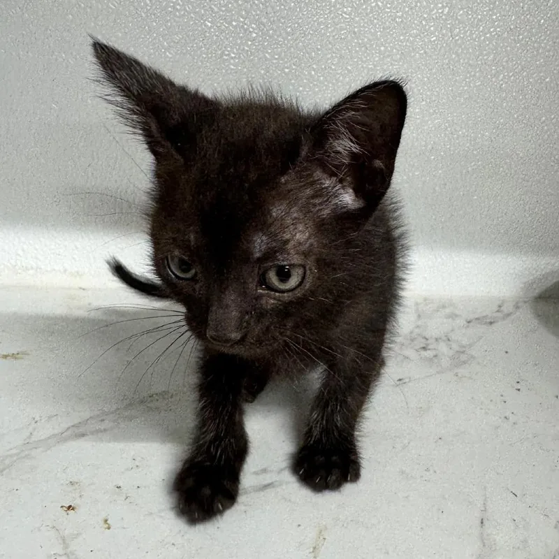 Satoru Jg thumbnail 2