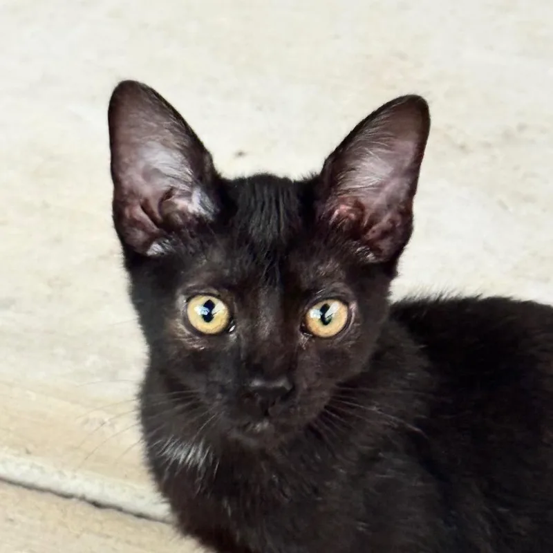 Satoru Jg thumbnail 3