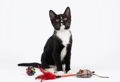 A baby small-sized female Domestic Short Hair cat named Magpie for adoption in Cumming, GA