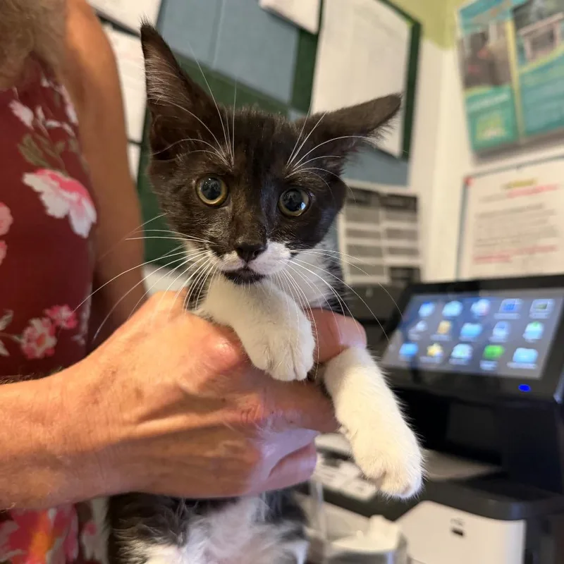 A baby small-sized male Black Domestic Short Hair cat named Clyde for adoption in Port Charlotte, FL