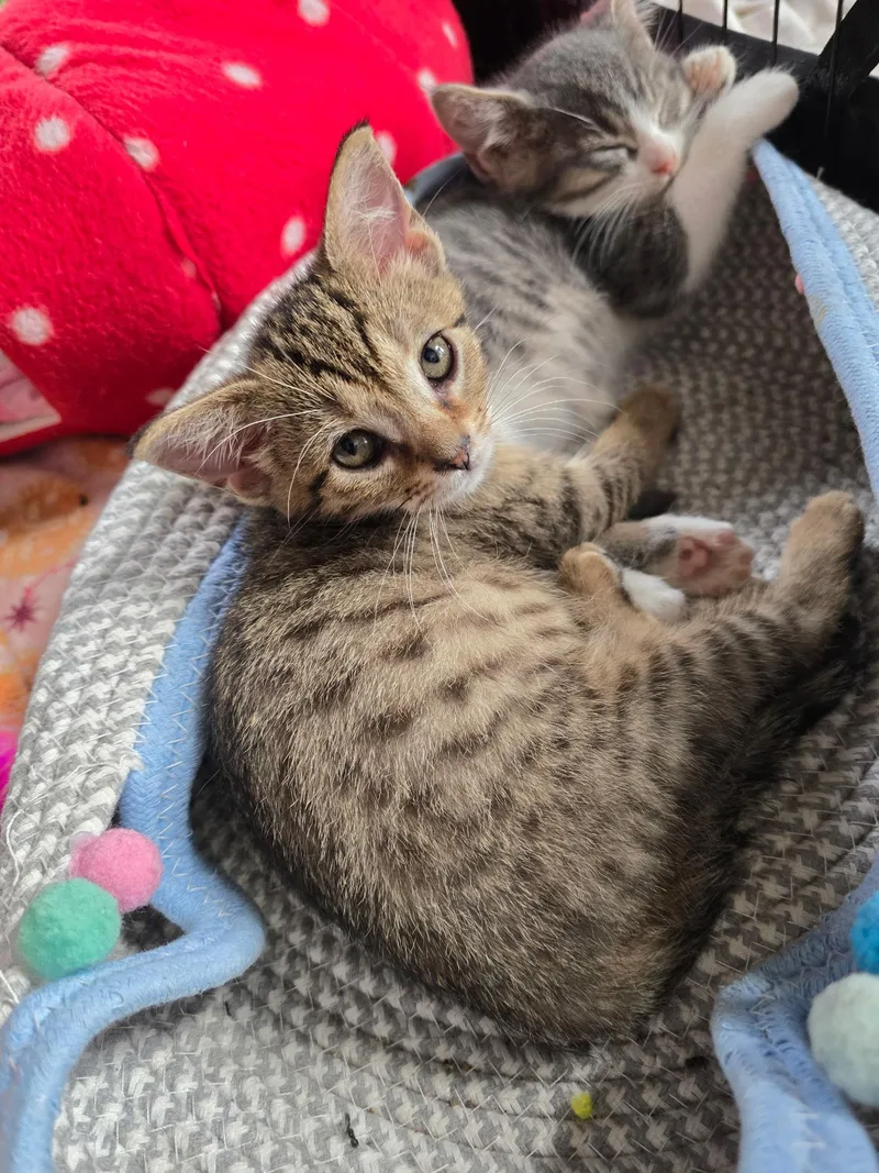 A baby medium-sized female Tabby (Brown / Chocolate) Domestic Short Hair cat named Little Rock for adoption in Sauk City, WI