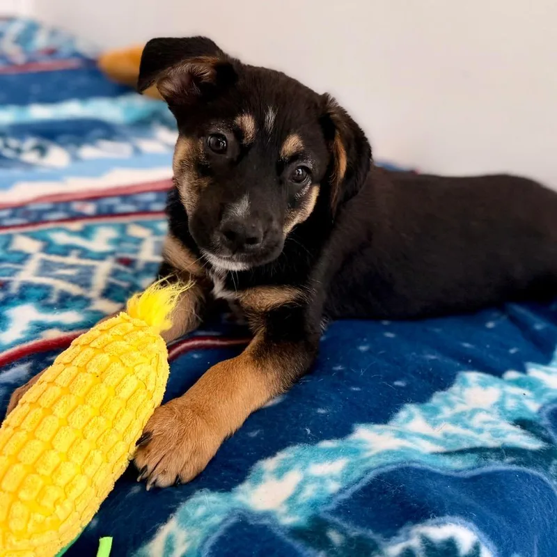 A baby medium-sized male Black Labrador Retriever dog named Charley for adoption in Green Bay, WI