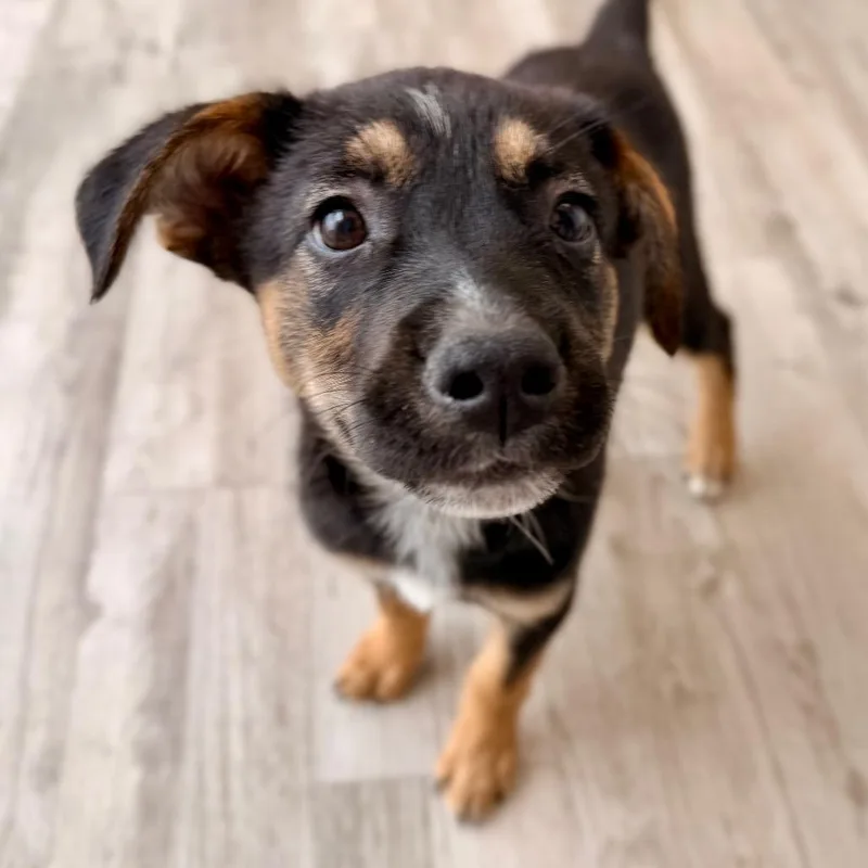 Charley thumbnail 6