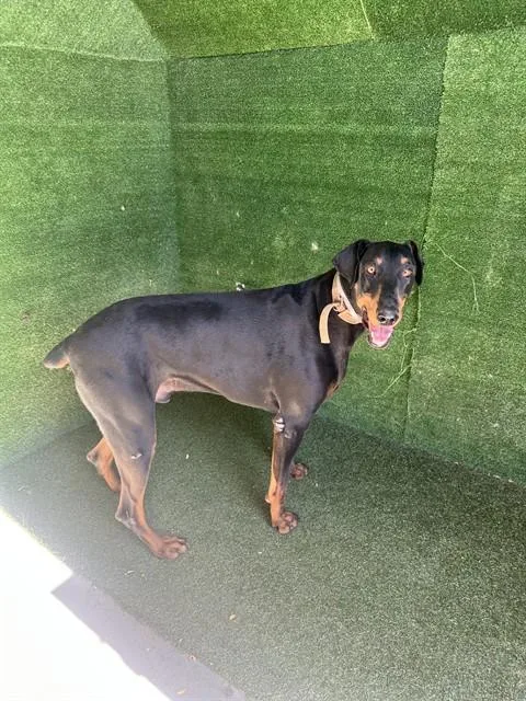 An adult medium-sized male Doberman Pinscher dog named Diesel for adoption in Lancaster, CA